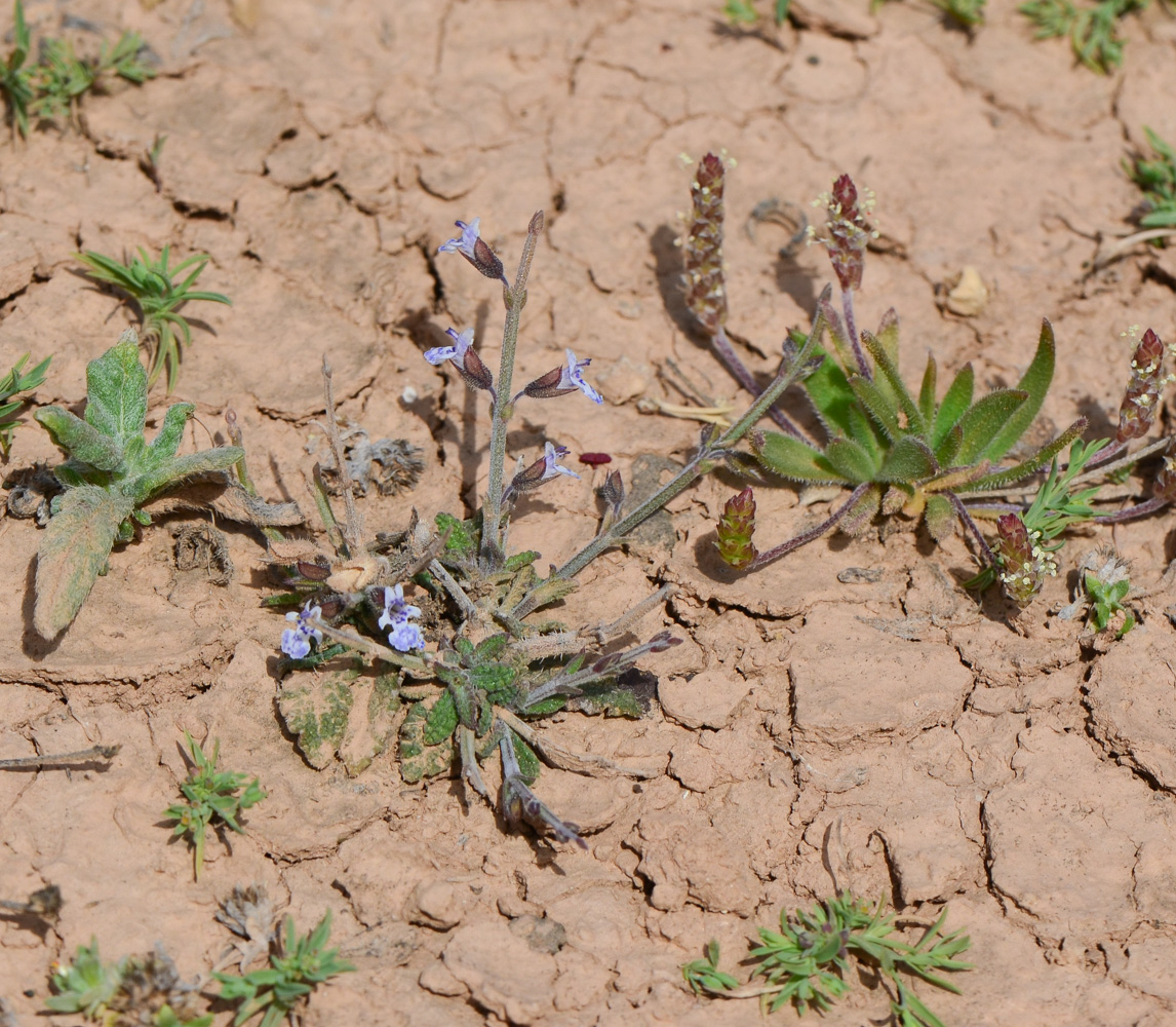 Изображение особи Salvia aegyptiaca.