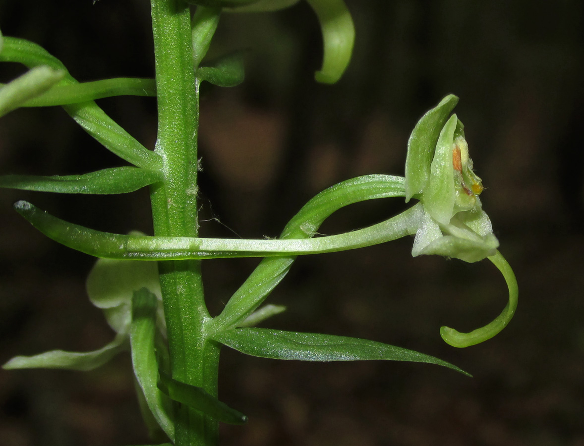 Image of Platanthera chlorantha specimen.