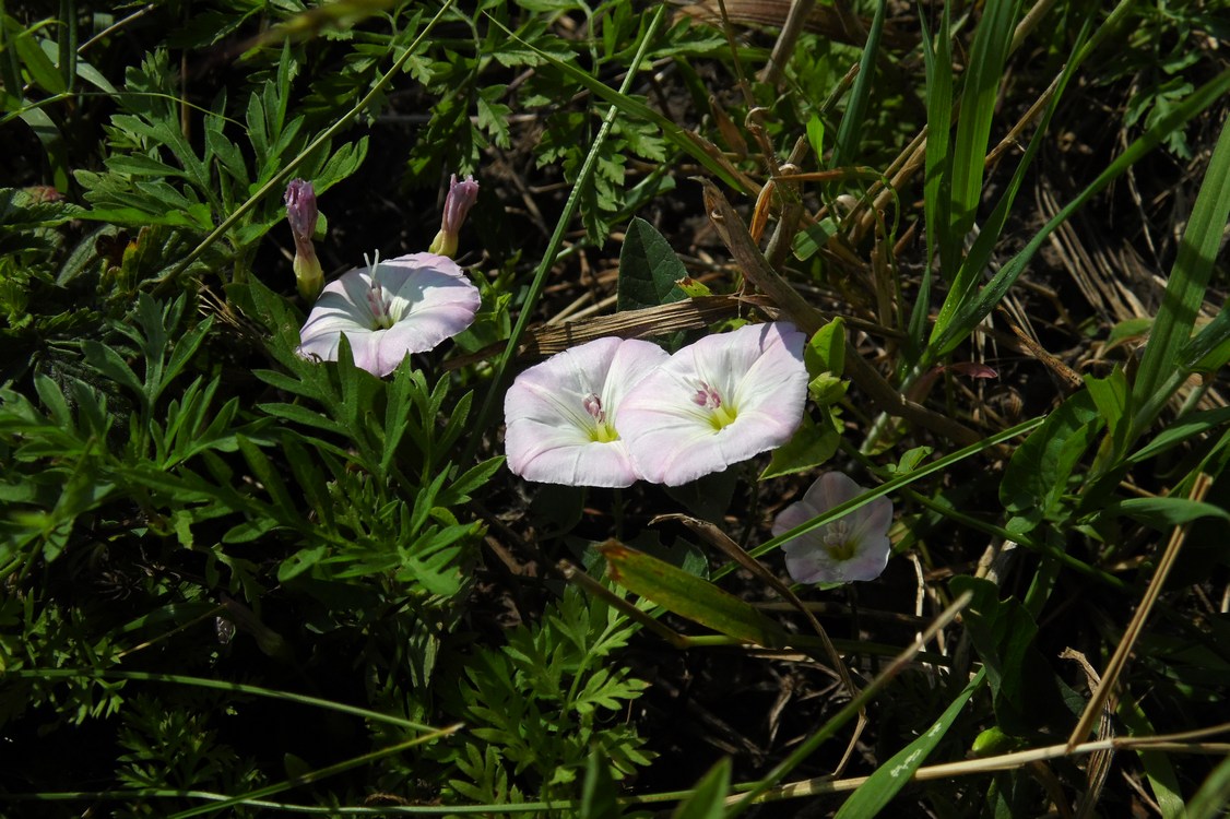 Image of Convolvulus arvensis specimen.