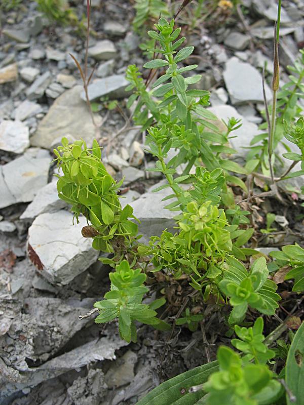 Image of Cruciata taurica specimen.