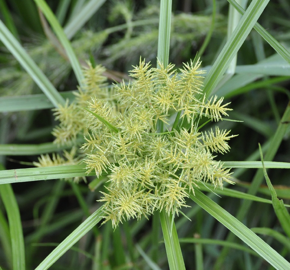 Image of Cyperus esculentus specimen.