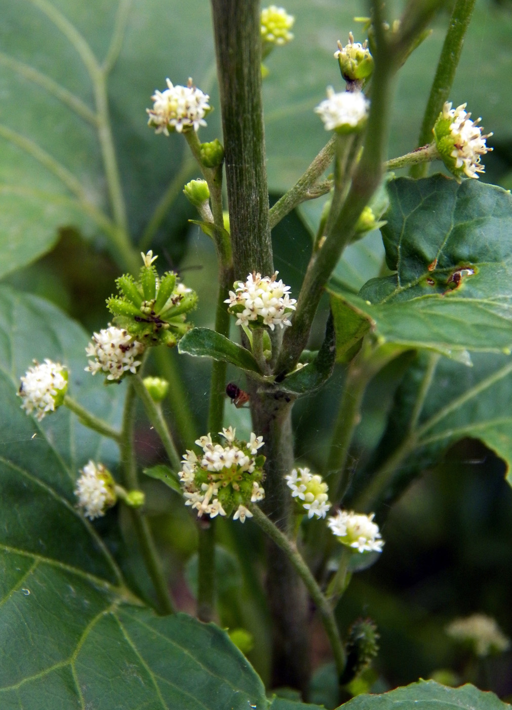 Изображение особи Adenocaulon adhaerescens.