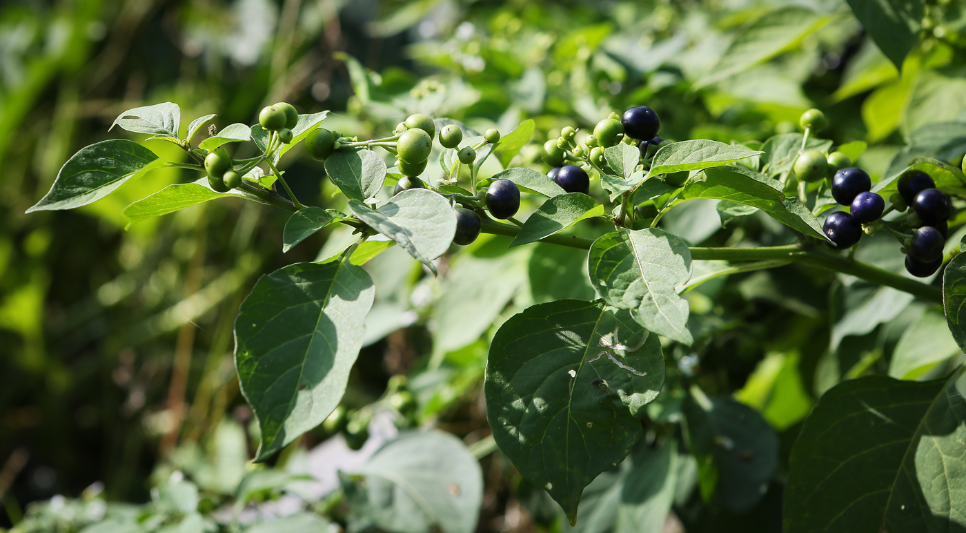 Изображение особи Solanum scabrum.