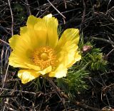 Adonis vernalis