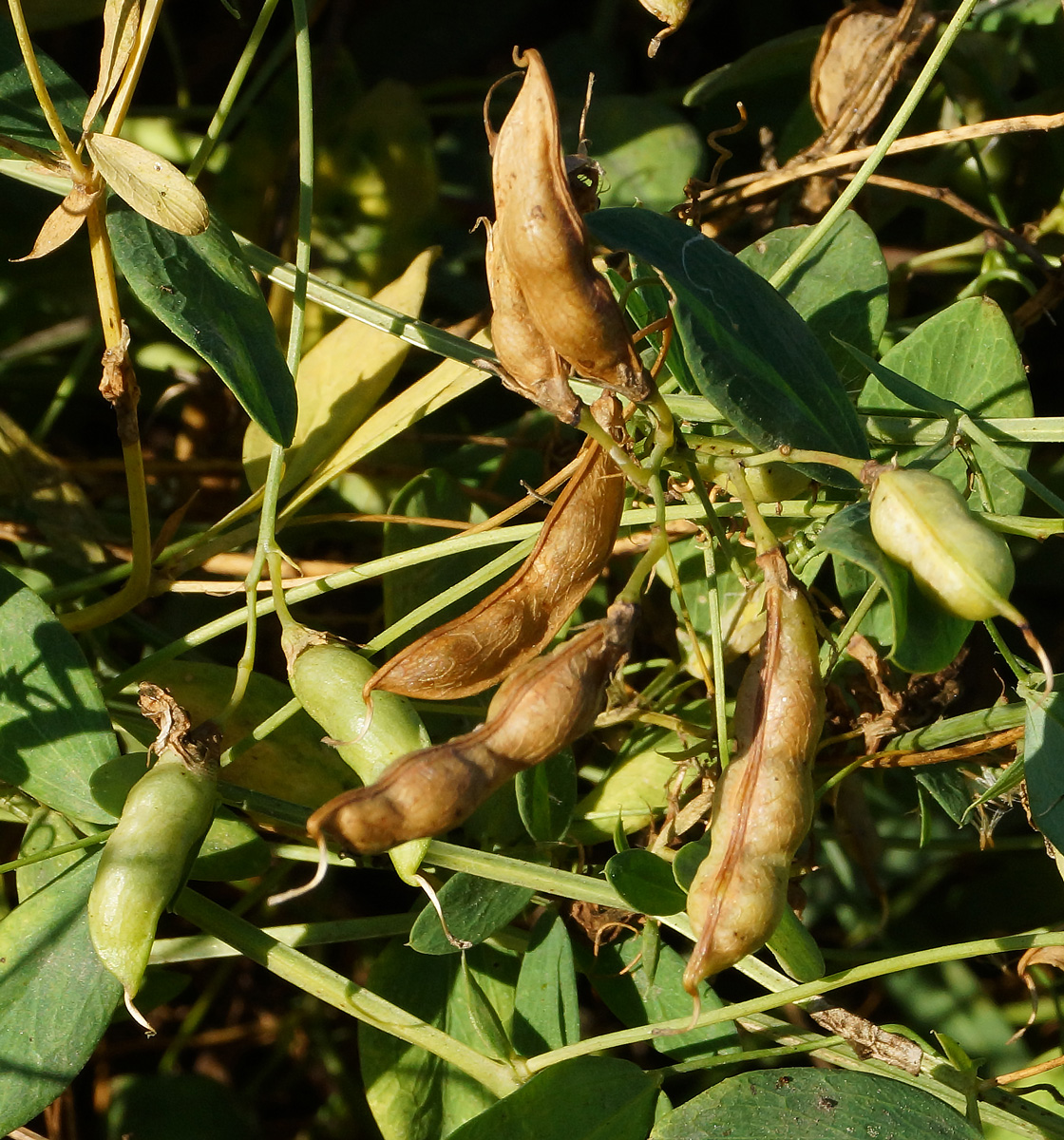 Image of Lathyrus tuberosus specimen.