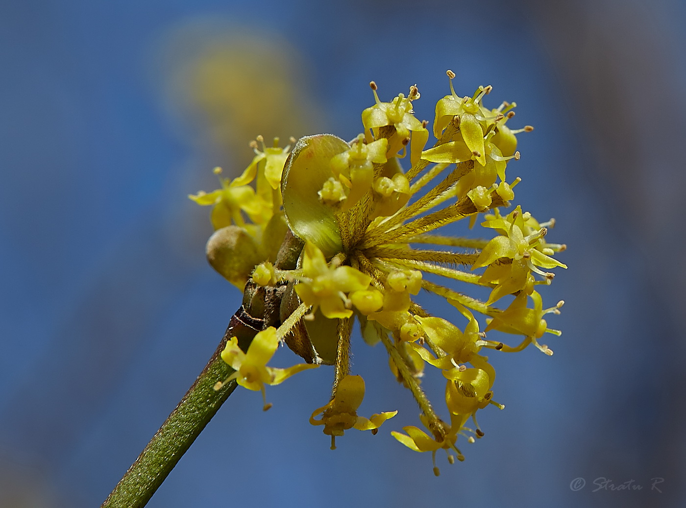 Изображение особи Cornus mas.