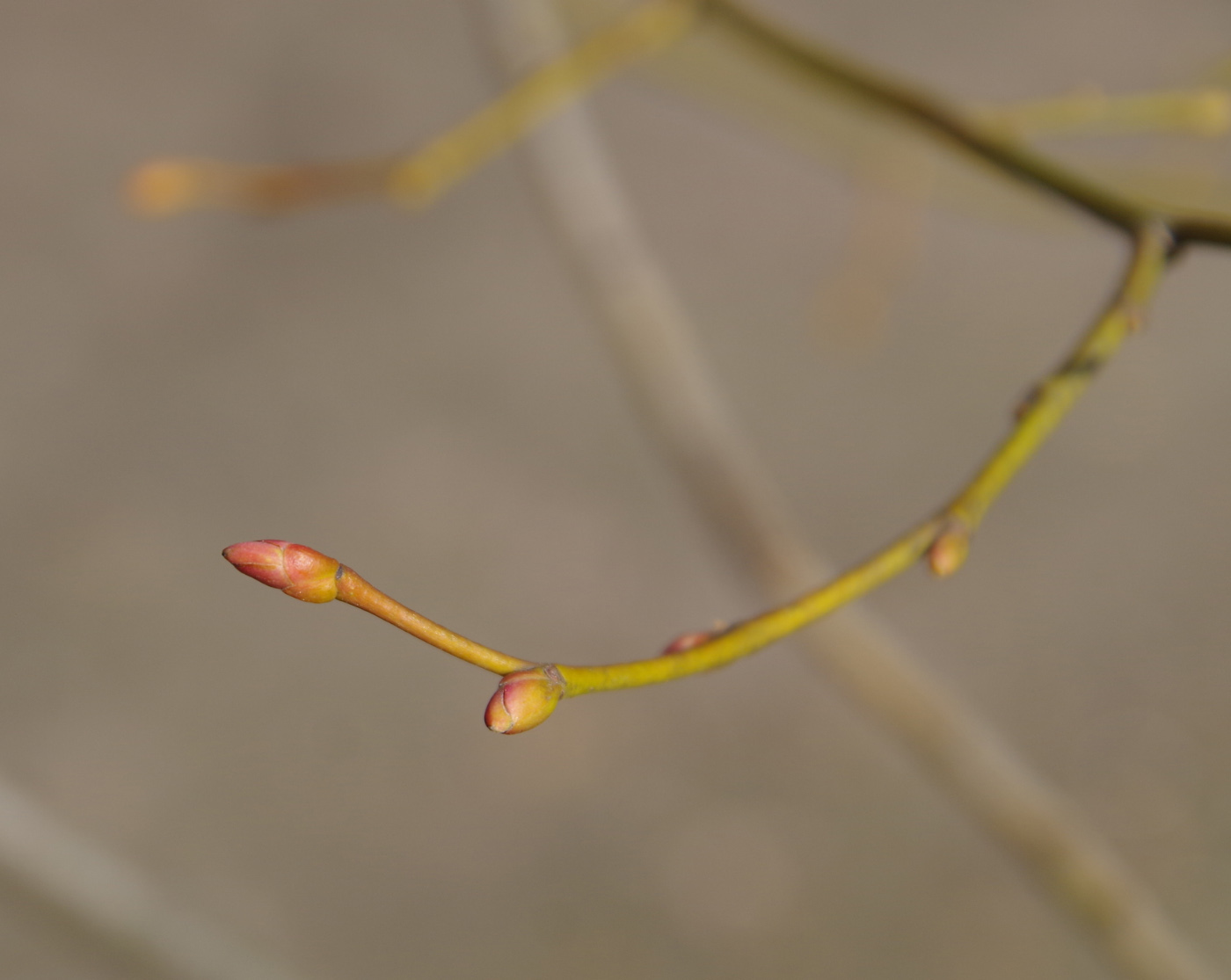 Image of Tilia euchlora specimen.