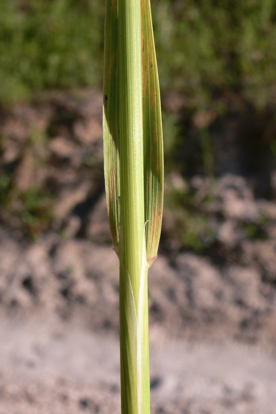 Image of genus Calamagrostis specimen.