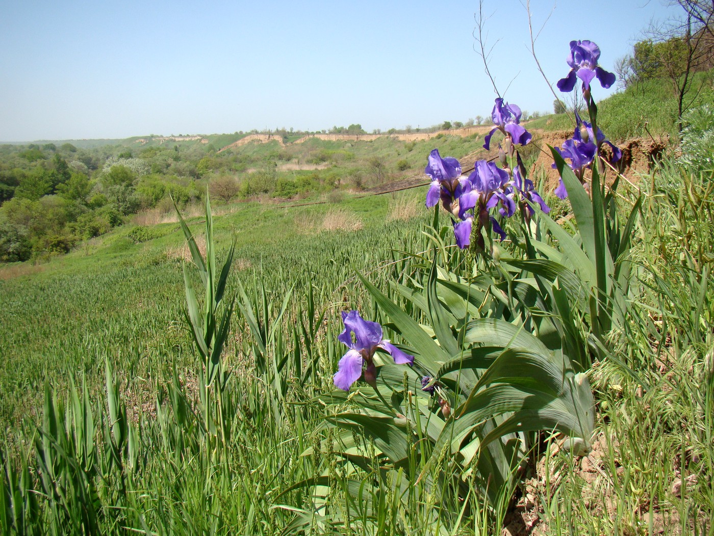 Image of Iris nyaradyana specimen.