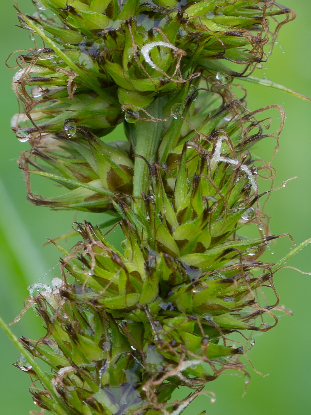 Изображение особи Carex vulpina.