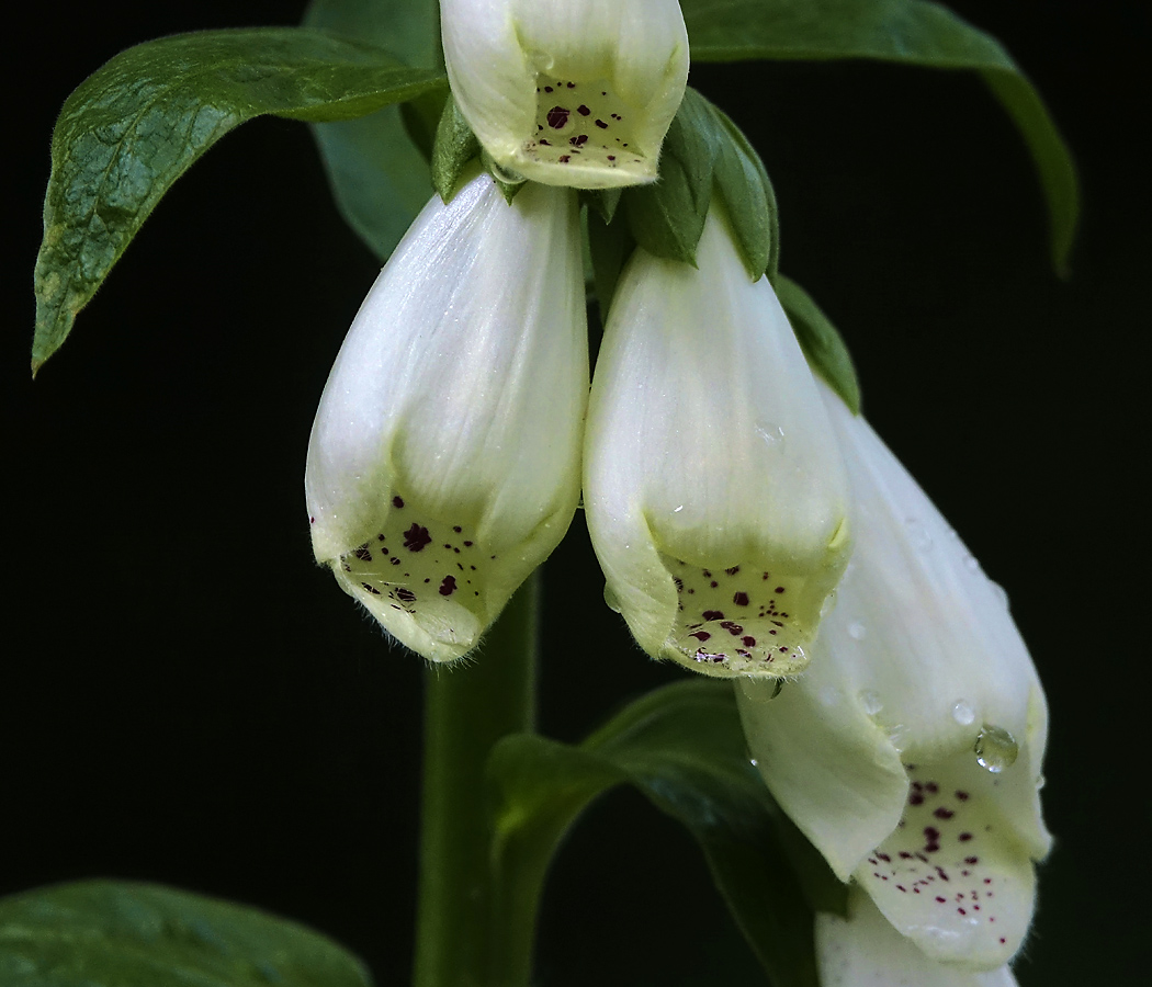 Image of Digitalis purpurea specimen.