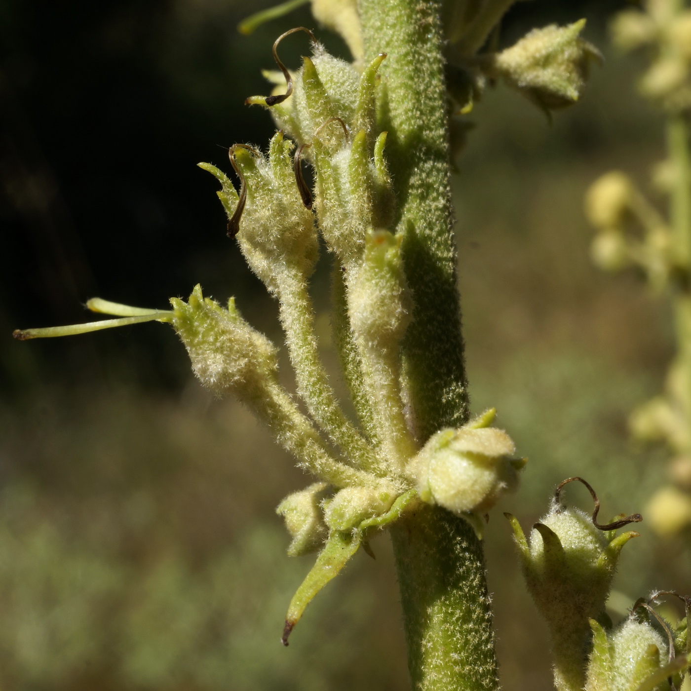 Изображение особи Verbascum banaticum.