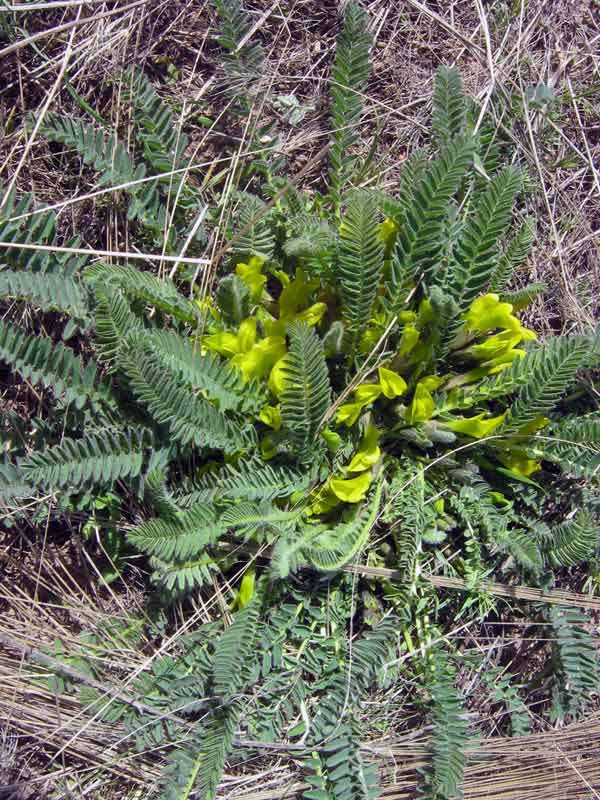 Image of Astragalus macronyx specimen.