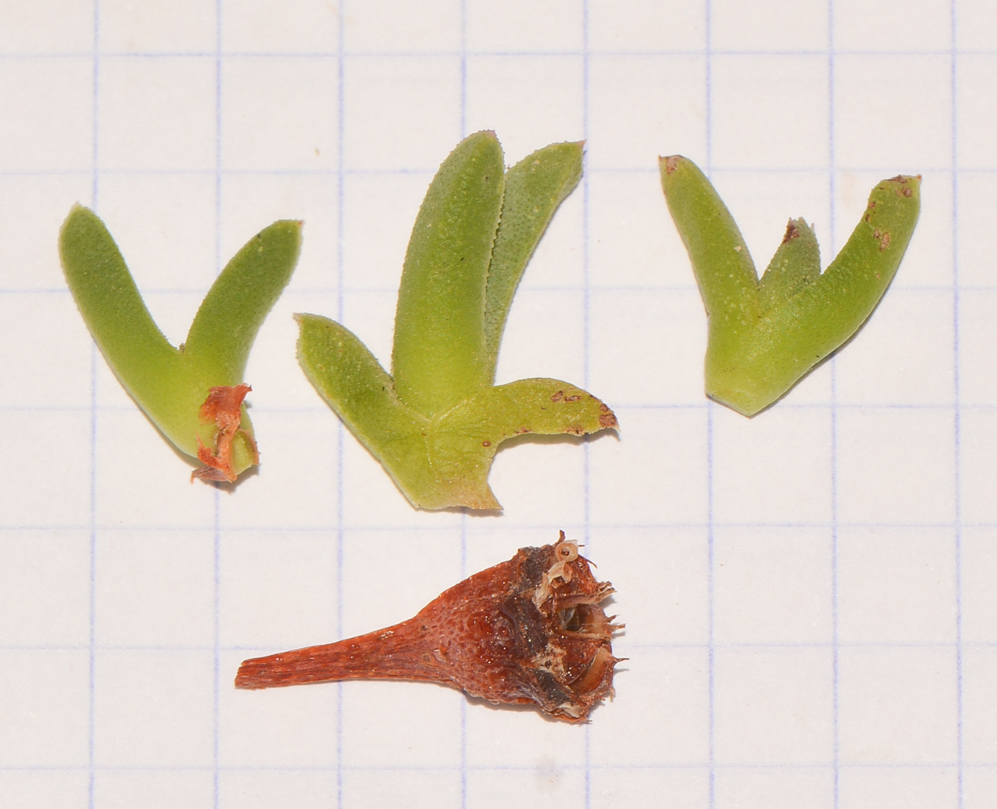 Image of Ruschia lineolata specimen.