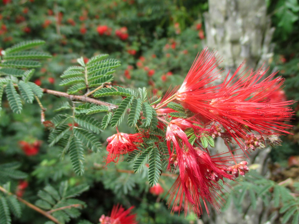 Изображение особи Calliandra californica.