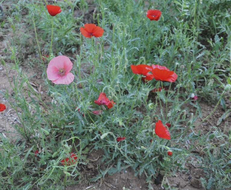 Image of Papaver rhoeas specimen.