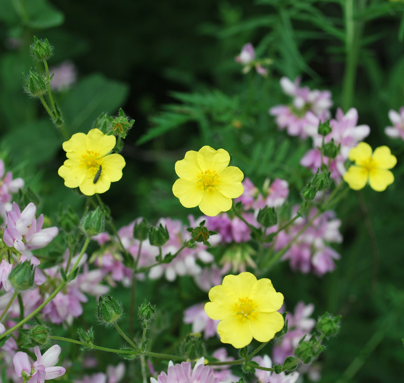 Image of Potentilla obscura specimen.