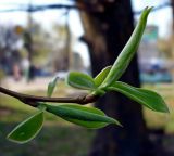 Padus avium. Верхушка побега с распускающимися листьями. Чувашия. г. Шумерля. 12 апреля 2008 г.