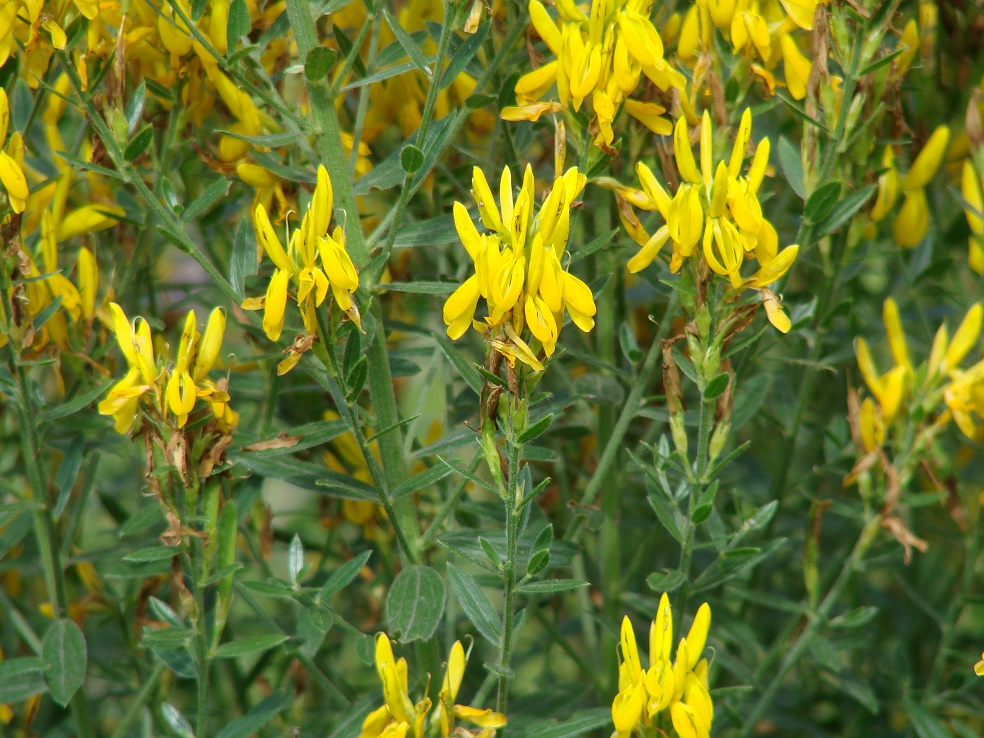 Image of Genista tinctoria specimen.