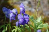 Aconitum delphiniifolium. Соцветие. Чукотка, побережье бухты Провидения, тундра. 12.08.2014.