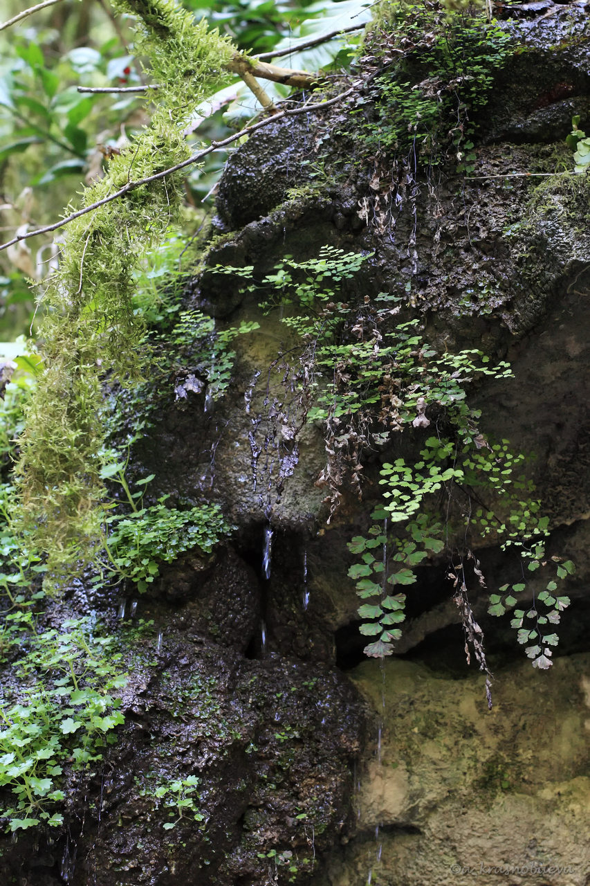 Image of Adiantum capillus-veneris specimen.