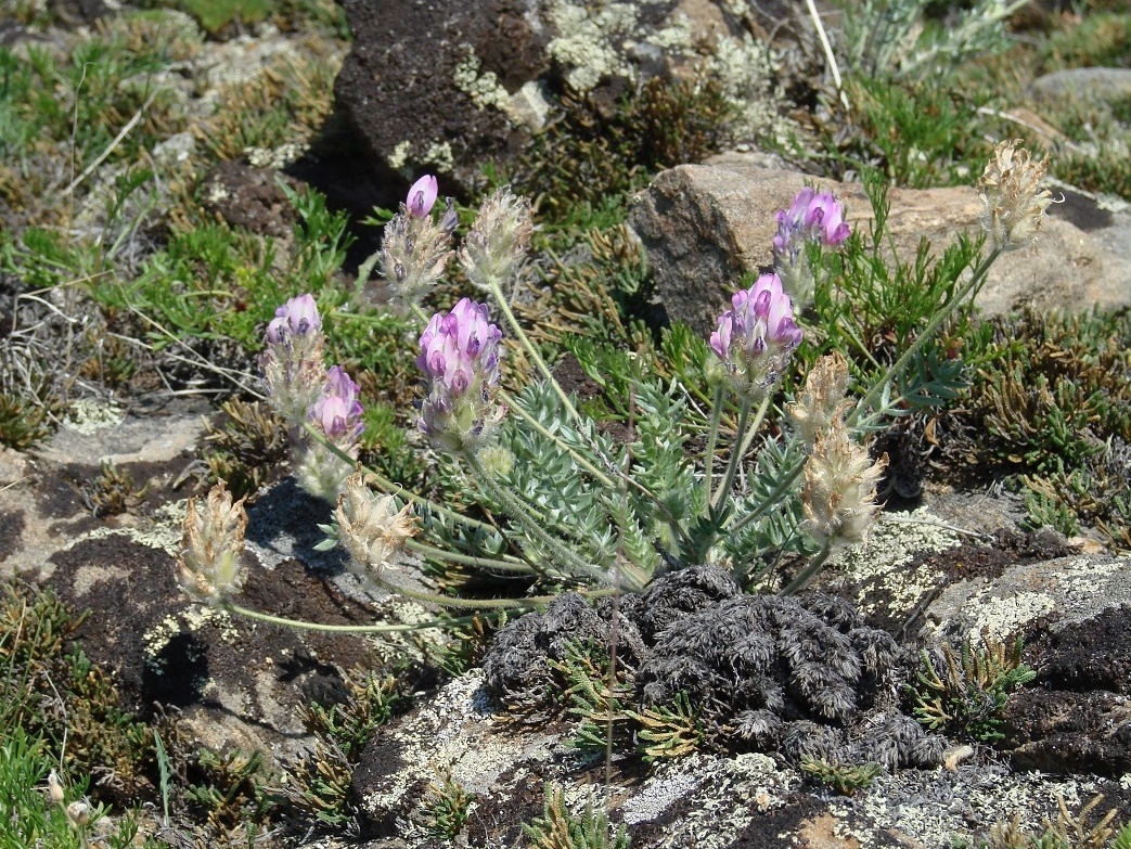 Image of Oxytropis turczaninovii specimen.