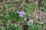 Lantana montevidensis