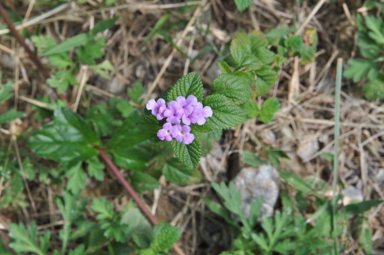 Image of Lantana montevidensis specimen.