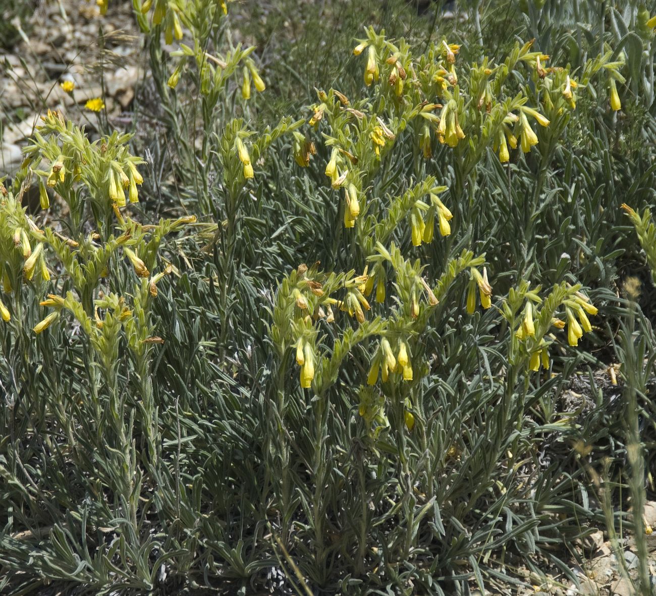 Image of Onosma taurica specimen.