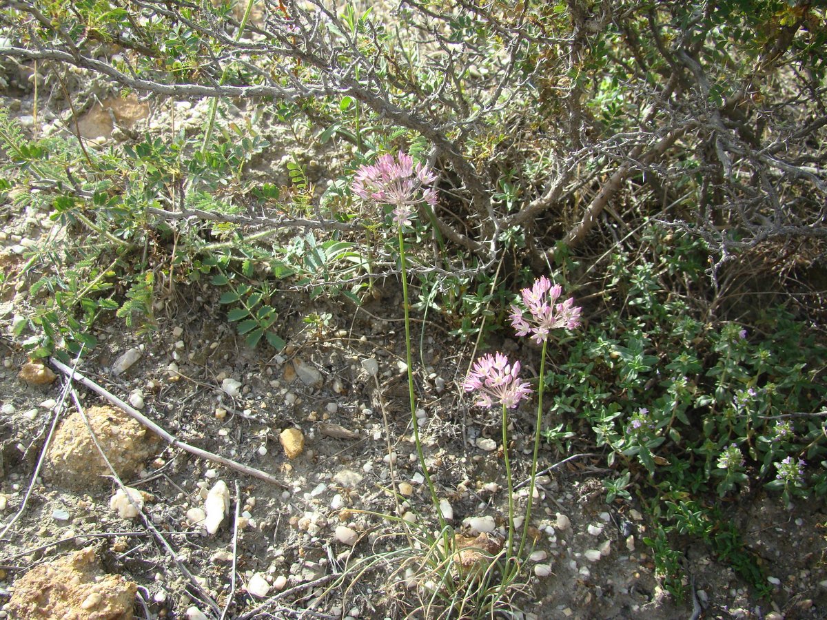 Изображение особи Allium gracillimum.