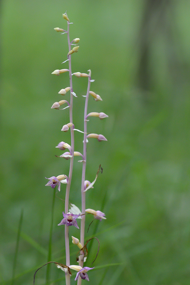 Image of Epipactis helleborine specimen.