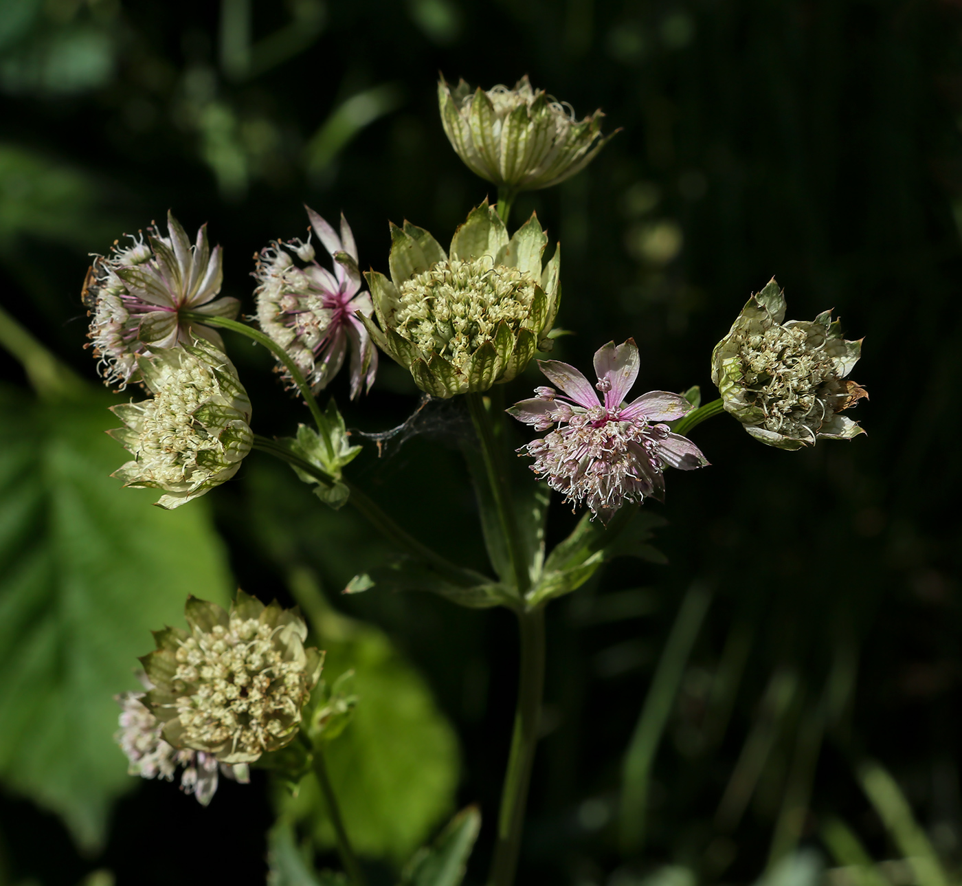 Image of Astrantia major specimen.