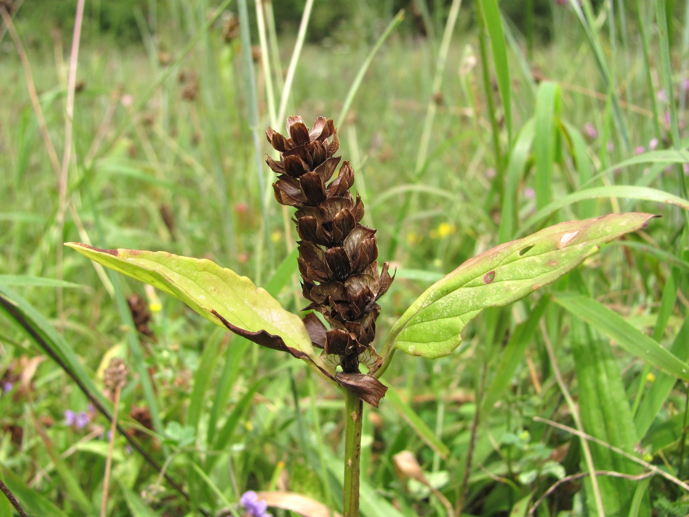 Image of Prunella vulgaris specimen.