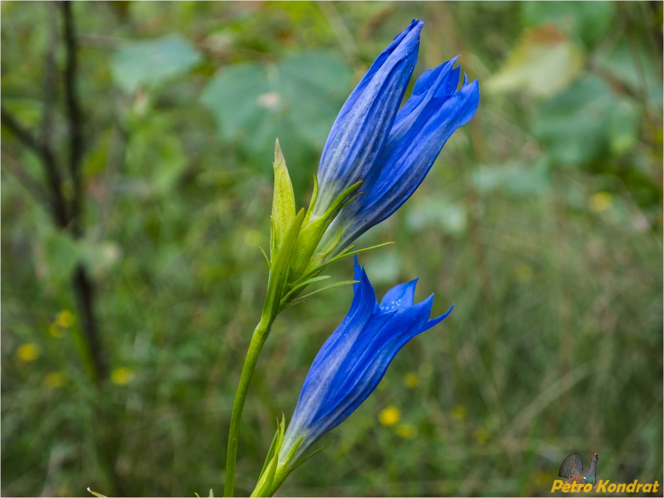 Изображение особи Gentiana pneumonanthe.