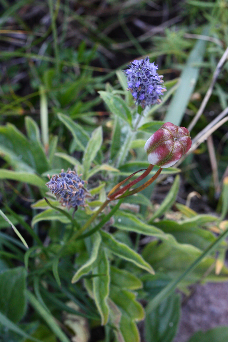 Image of Lilium pumilum specimen.