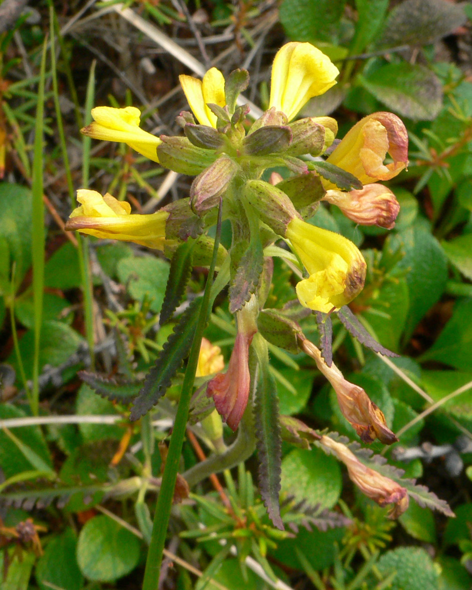 Изображение особи Pedicularis labradorica.