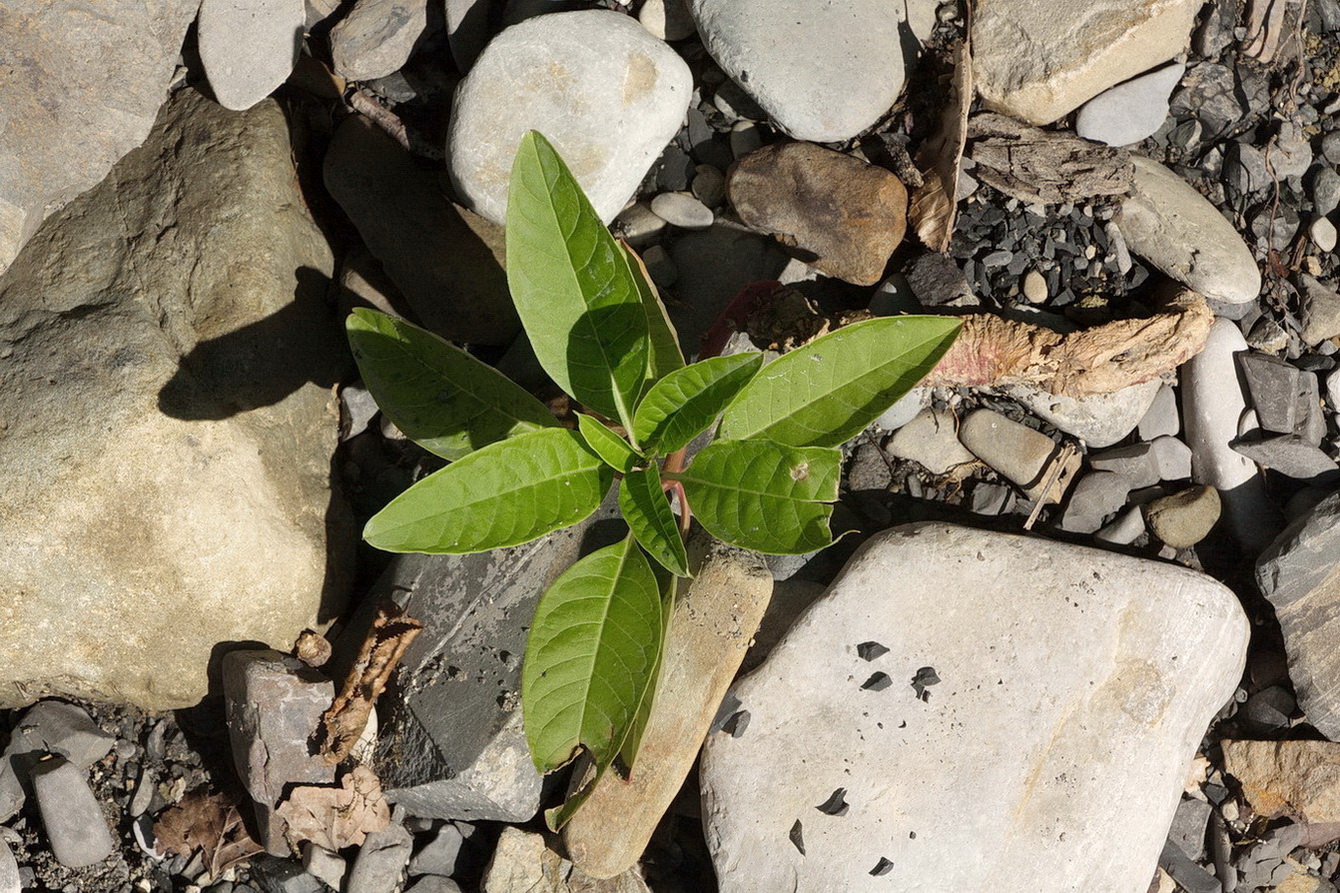 Изображение особи Phytolacca americana.