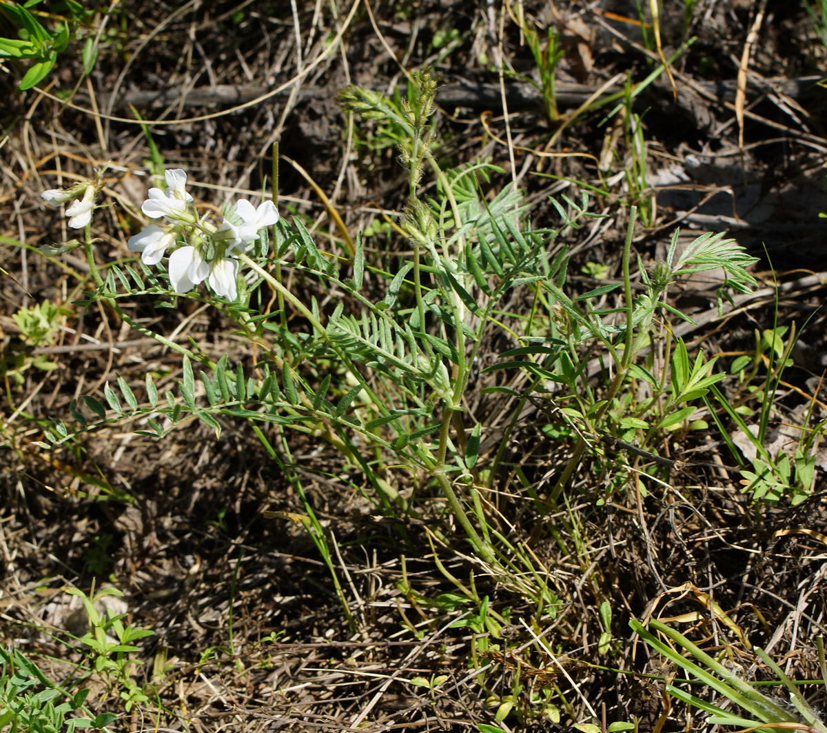 Изображение особи Oxytropis floribunda.