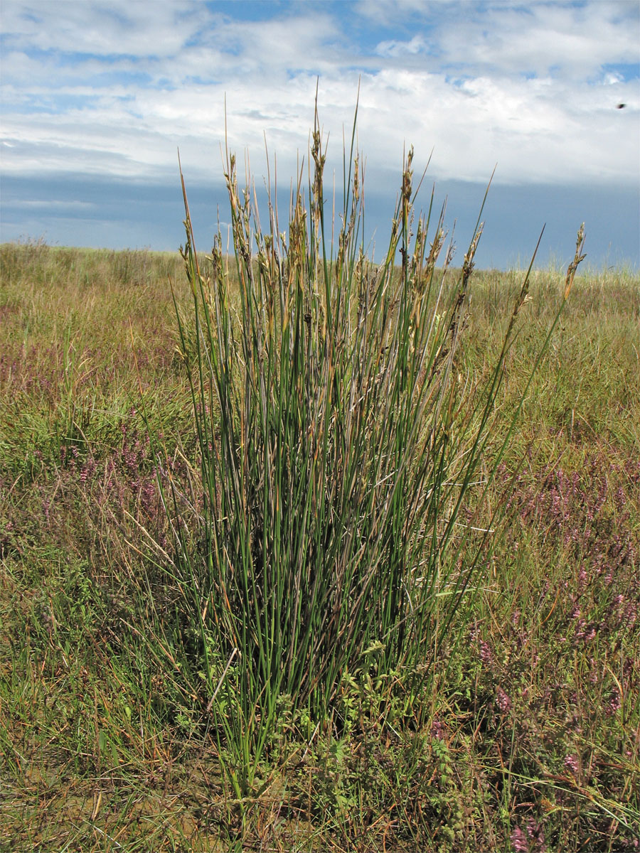 Image of Juncus maritimus specimen.