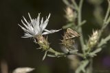 Centaurea diffusa. Соцветия. Крым, Бахчисарайский р-н, пгт Куйбышево, обочина. 23.07.2918.