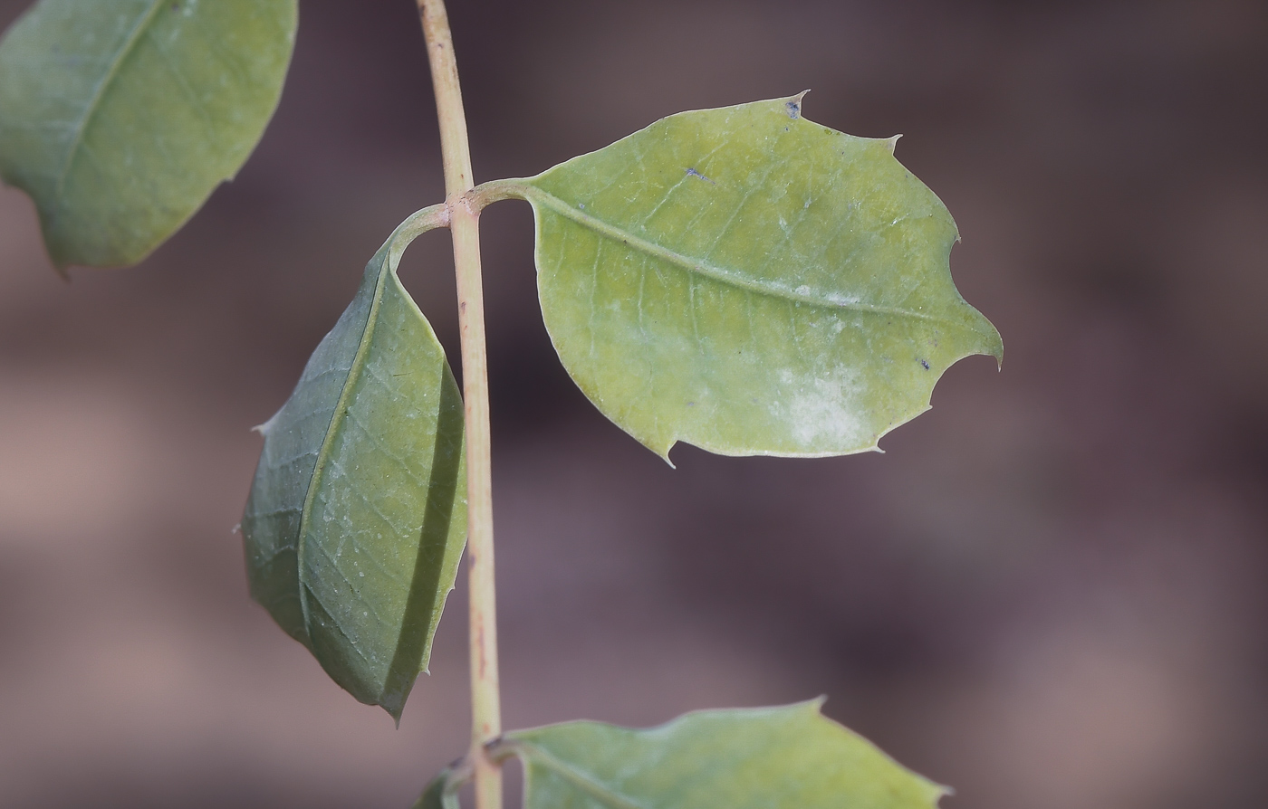 Image of Sclerocarya birrea specimen.