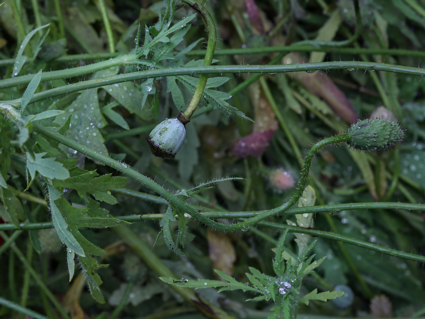 Image of genus Papaver specimen.