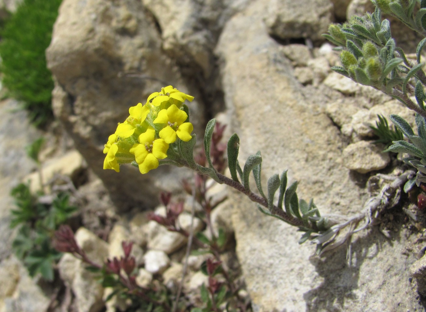 Изображение особи род Alyssum.