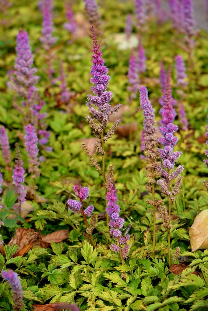 Image of Astilbe chinensis specimen.