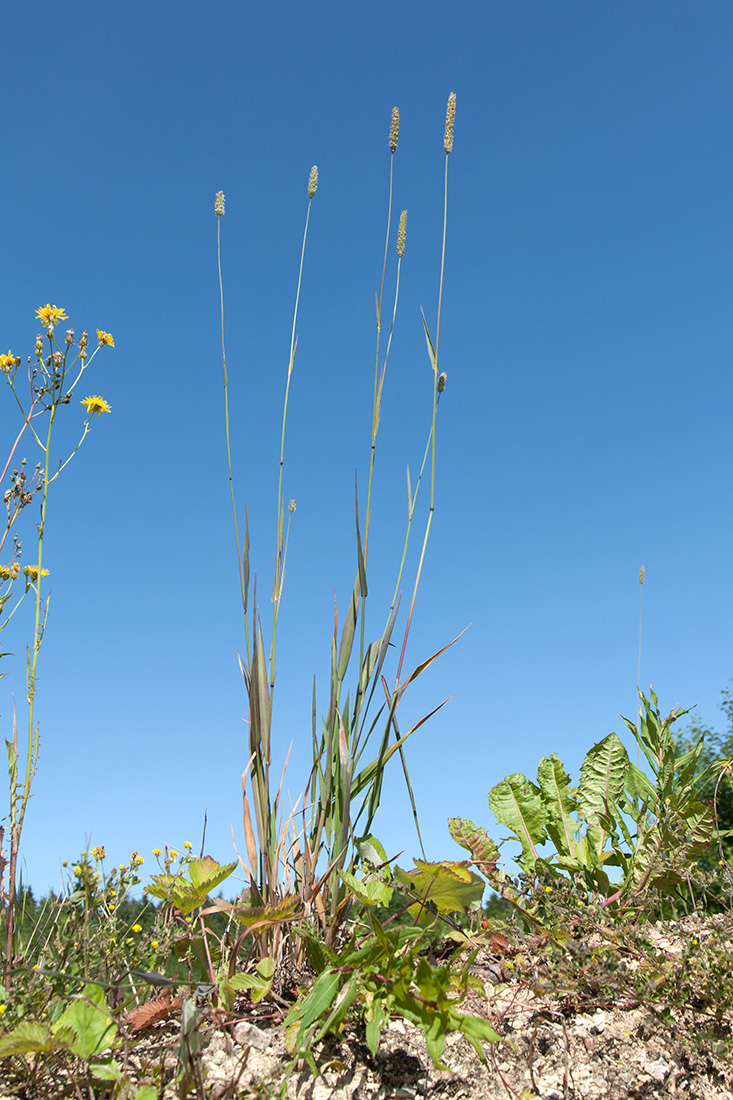 Изображение особи Phleum pratense.