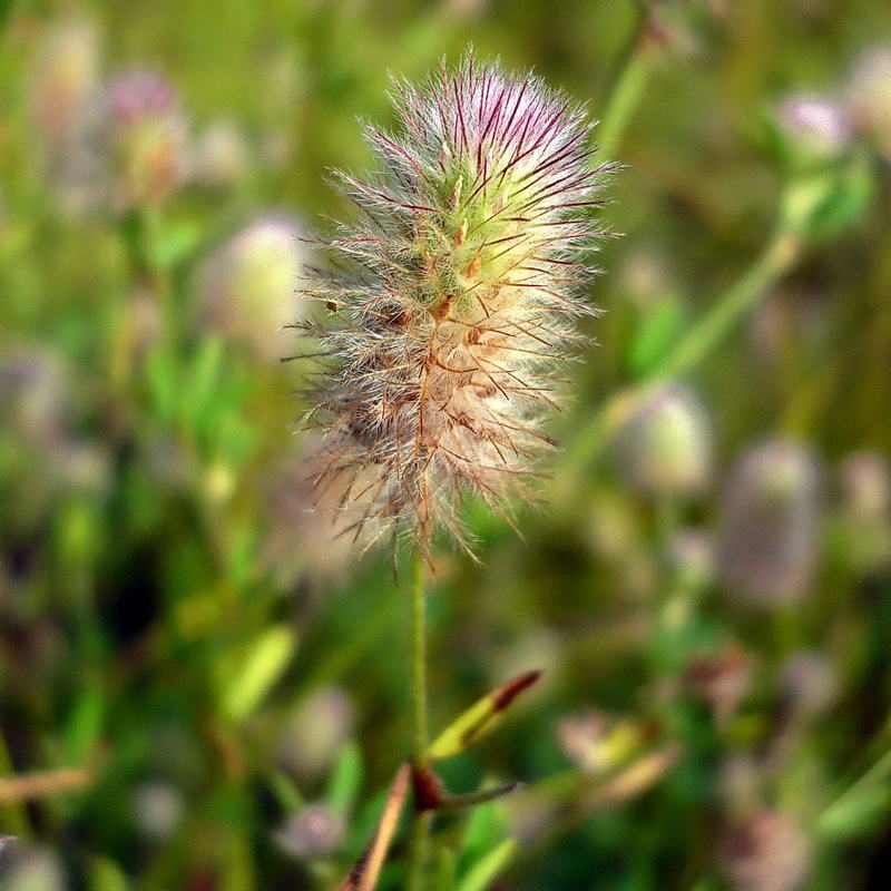 Изображение особи Trifolium arvense.