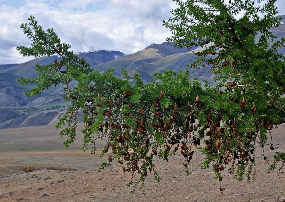 Image of Larix sibirica specimen.