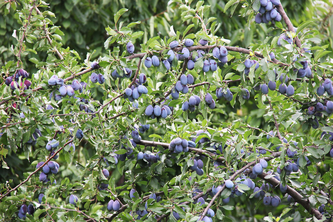 Image of Prunus domestica specimen.