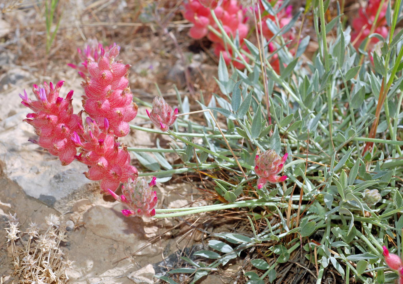 Изображение особи Astragalus pseudonobilis.