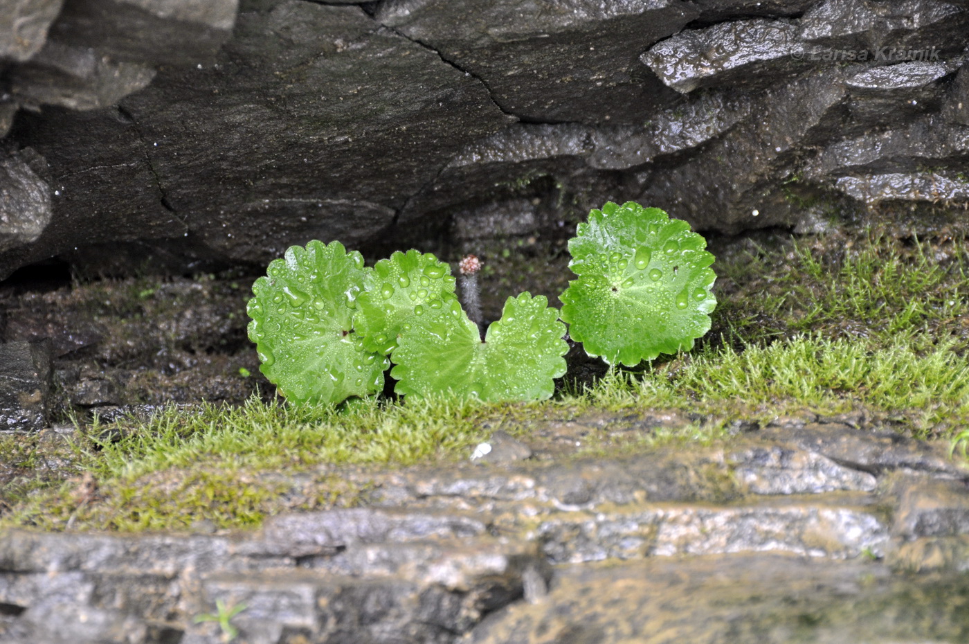 Image of Micranthes manchuriensis specimen.